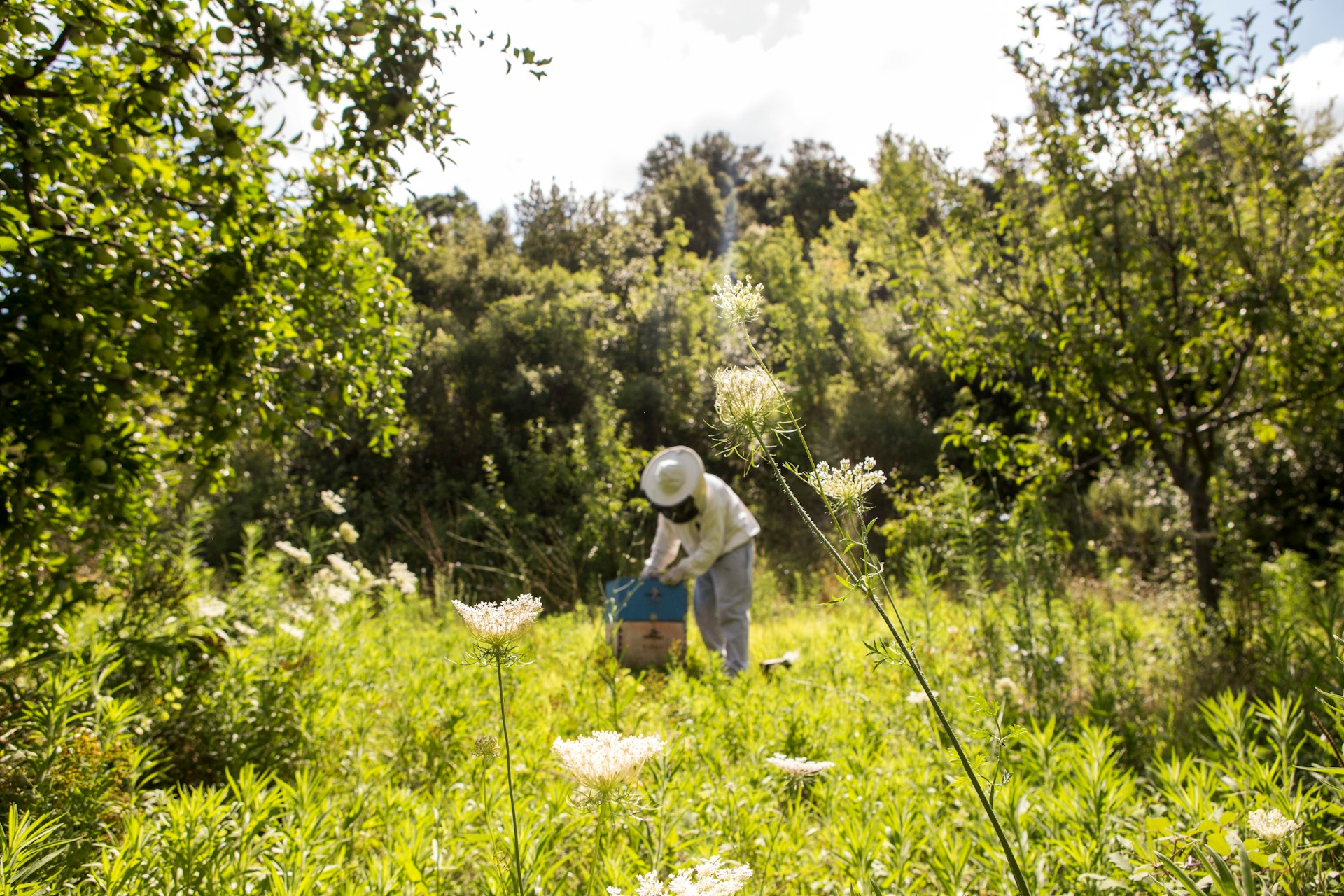 Beekeeper inspecting a hive in a sunlit meadow surrounded by wildflowers