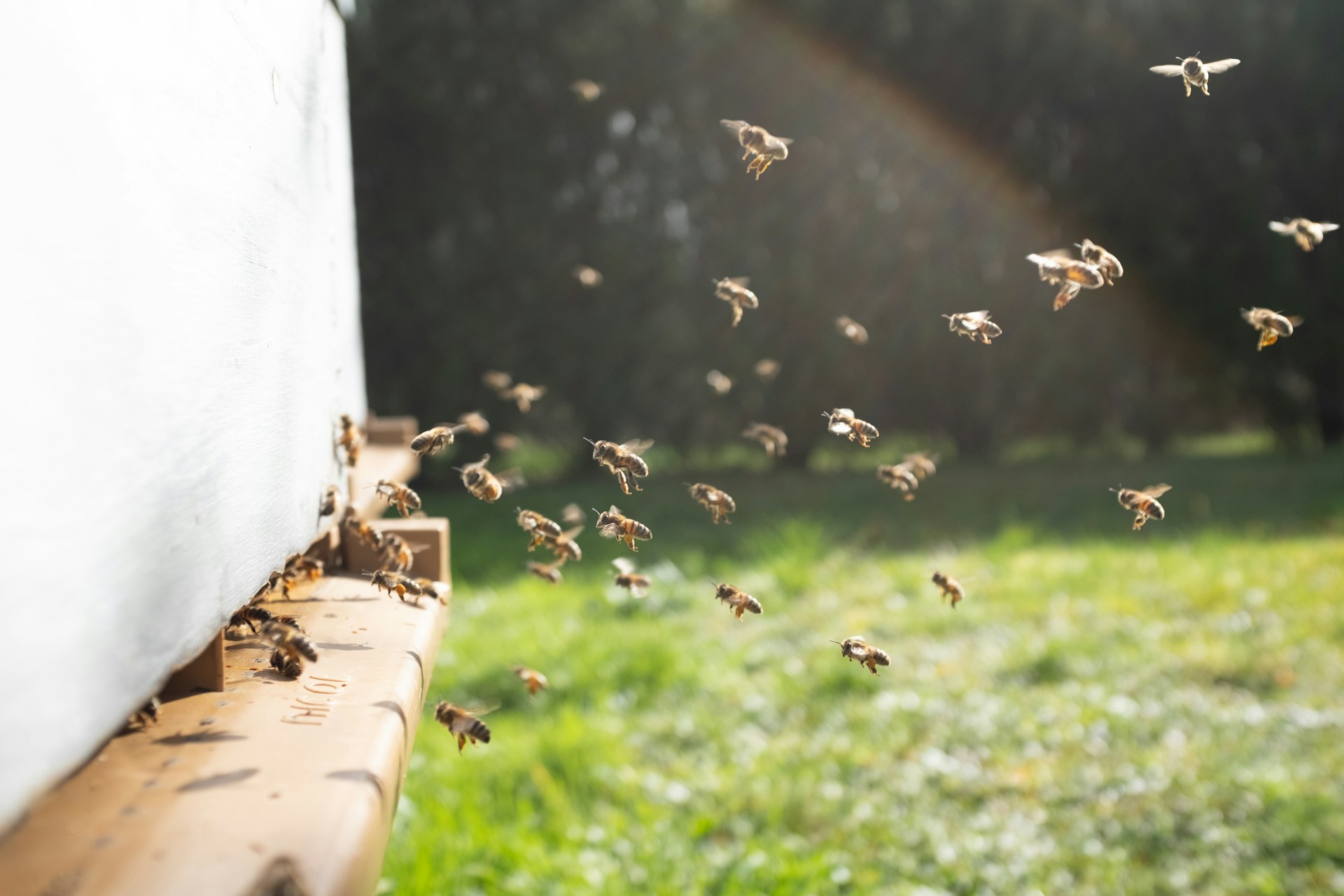 Honeybees flying from a beehive entrance on a sunny morning